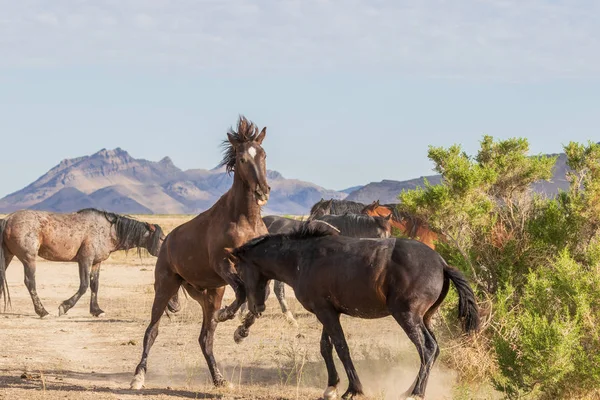 Pair Wild Horse Stallions Fighting Utah Desert — Stock Photo, Image