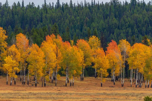 Een Schilderachtige Herfst Landschap Tetons — Stockfoto