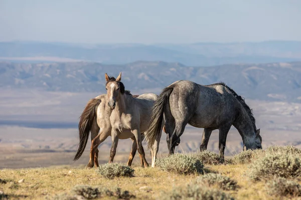 Wild Horses Sand Wash Basin Northwest Colorado — Stock Photo, Image