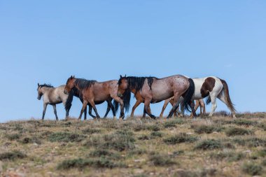 kum lavabo Kuzeybatı Colorado vahşi atları