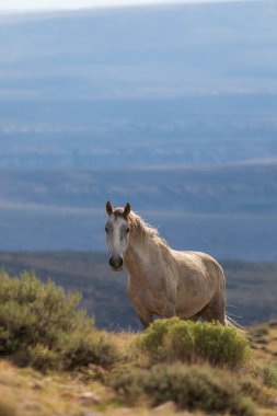 kum lavabo Colorado içinde görkemli bir vahşi at