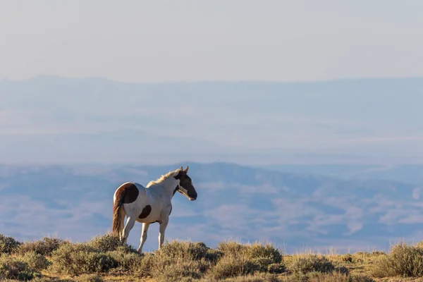 Majestuoso Caballo Salvaje Lavabo Arena Colorado — Foto de Stock