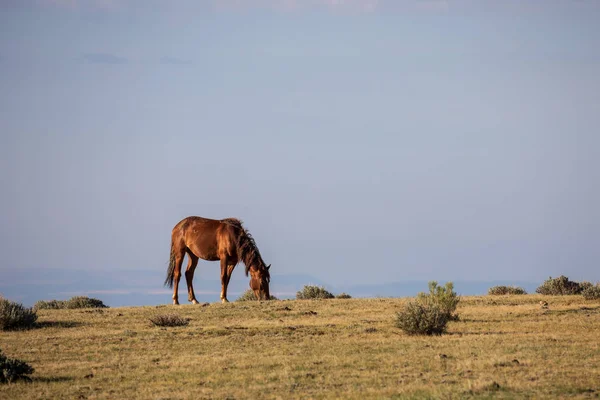砂洗面台コロラド州の壮大な野生の馬 — ストック写真