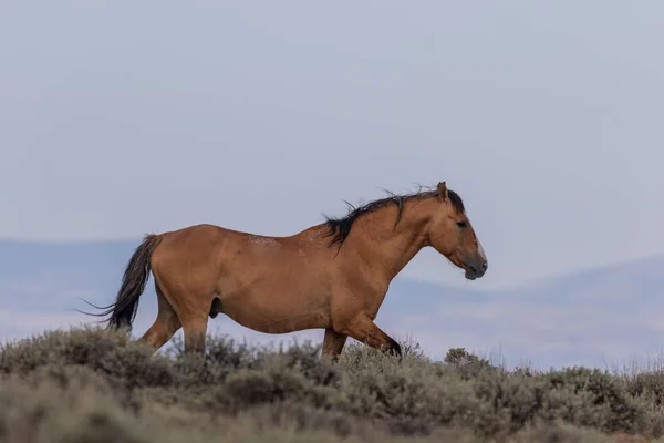 Ein Majestätisches Wildpferd Kolorado Des Sandwaschbeckens — Stockfoto