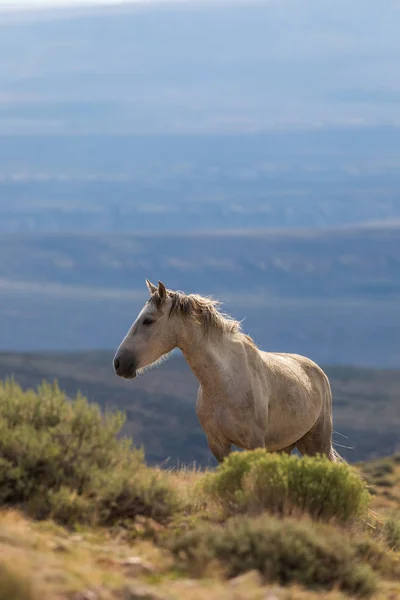 Majestoso Cavalo Selvagem Bacia Lavagem Areia Colorado — Fotografia de Stock