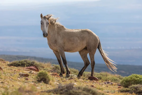 Величественная Дикая Лошадь Бассейне Песка Колорадо — стоковое фото