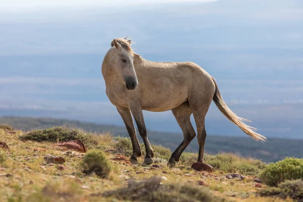 Ein Majestätisches Wildpferd Kolorado Des Sandwaschbeckens — Stockfoto