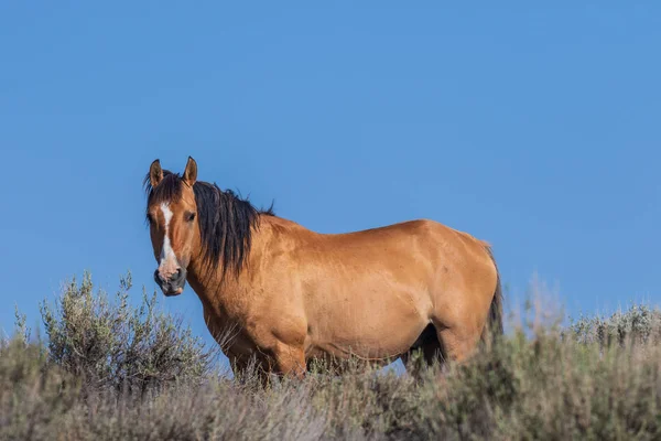 Vacker Vild Häst Sand Tvättställ Nordvästra Colorado — Stockfoto