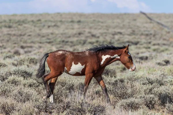 Hermoso Caballo Salvaje Lavabo Arena Noroeste Colorado — Foto de Stock