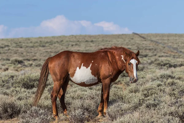 Ein Schönes Wildpferd Sandwaschbecken Nordwestlichen Colorado — Stockfoto