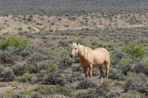 Beau Cheval Sauvage Dans Lavabo Sable Dans Nord Ouest Colorado — Photo