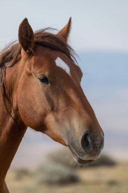 güzel bir vahşi at portresi yakından