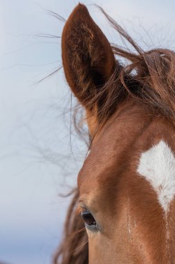 güzel bir vahşi at portresi yakından