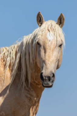 güzel bir vahşi at portresi yakından