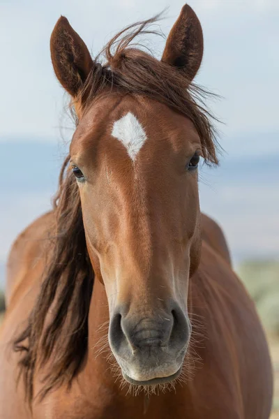 Close Portrait Beautiful Wild Horse — Stock Photo, Image