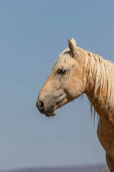 Close Portrait Beautiful Wild Horse — Stock Photo, Image