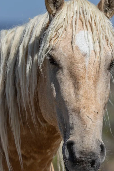Bliska Portret Pięknej Dziki Koń — Zdjęcie stockowe