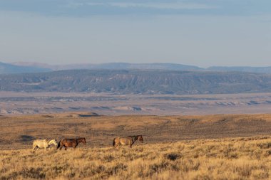 Yaz aylarında kum lavabo Colorado vahşi atları