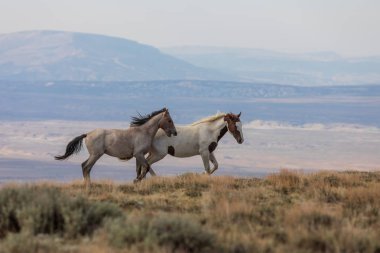 Yaz aylarında kum lavabo Colorado vahşi atları