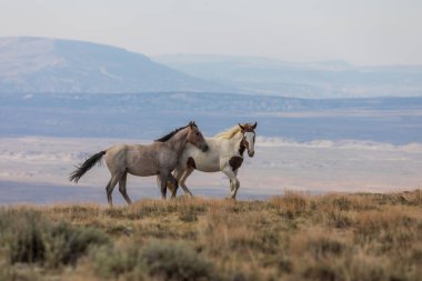 Yaz aylarında kum lavabo Colorado vahşi atları
