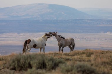 Yaz aylarında kum lavabo Colorado vahşi atları