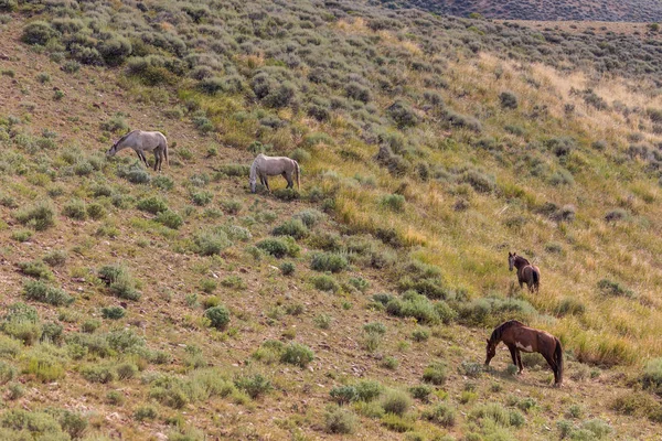 Yaz Aylarında Kum Lavabo Colorado Vahşi Atları — Stok fotoğraf