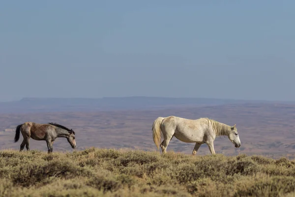 Wild Horses Sand Wash Basin Colorado Summer — Stock Photo, Image