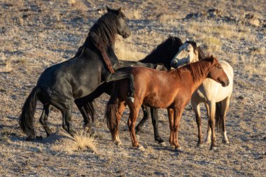 Utah çölünde vahşi atlar