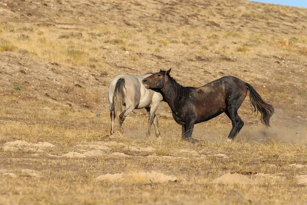 犹他沙漠中的野马 — 图库照片