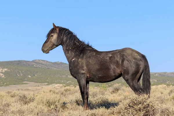 科罗拉多沙盆高沙漠中的一匹雄伟野马 — 图库照片