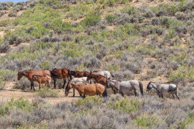 kum lavabo Colorado yüksek çölde vahşi atlar