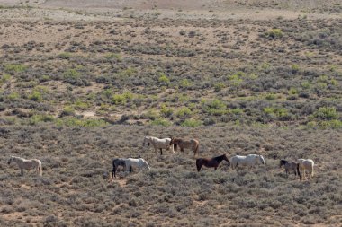 kum lavabo Colorado yüksek çölde vahşi atlar