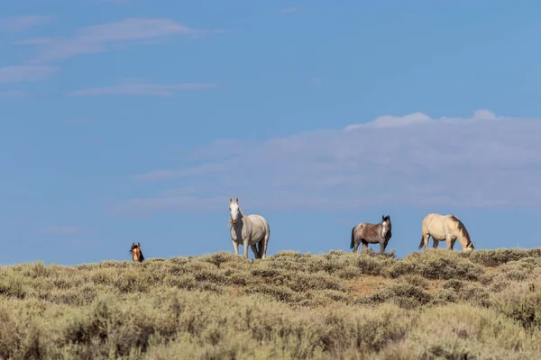 Wild Horses High Desert Sand Wash Basin Colorado — Stock Photo, Image