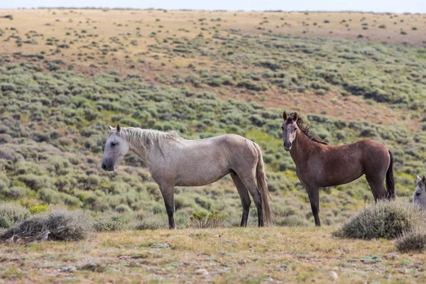 Cavalos Selvagens Deserto Alto Bacia Lavagem Areia Colorado — Fotografia de Stock