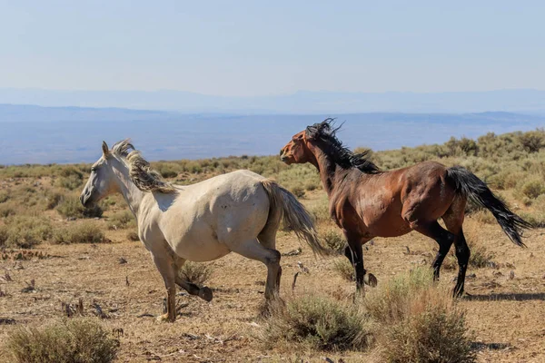 Dzikie Konie Pustyni Wysokiej Piasek Umywalka Colorado — Zdjęcie stockowe