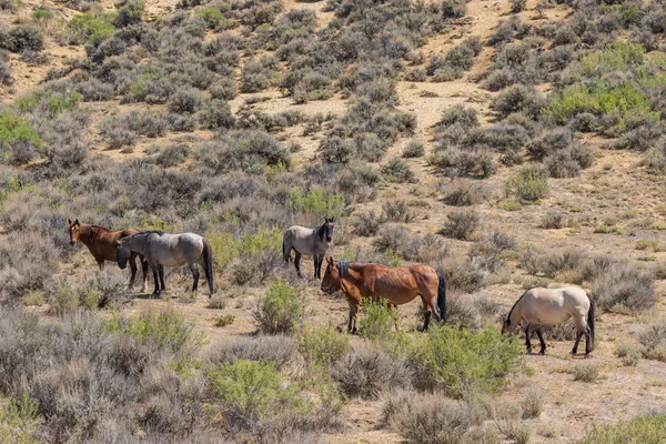 Cavalos Selvagens Deserto Alto Bacia Lavagem Areia Colorado — Fotografia de Stock