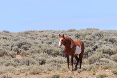 kum lavabo Colorado içinde güzel bir vahşi at