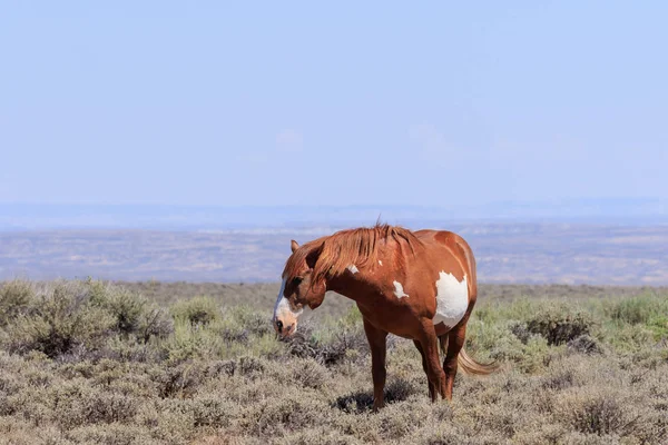 Beautiful Wild Horse Sand Wash Basin Colorado — Stock Photo, Image