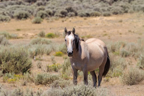 Beautiful Wild Horse Sand Wash Basin Colorado — Stock Photo, Image