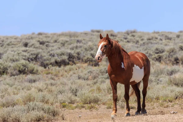 Beau Cheval Sauvage Dans Lavabo Sable Colorado — Photo