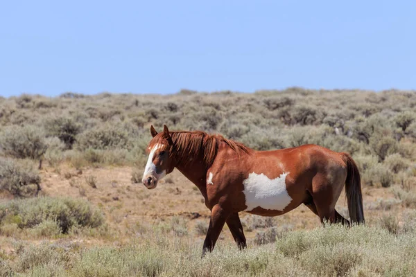 Ein Schönes Wildes Pferd Kolorado Des Sandwaschbeckens — Stockfoto