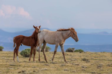 sevimli vahşi at foals yüksek çölde bir çift