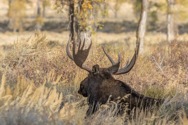 Bull Shiras Moose Automne Dans Wyoming — Photo