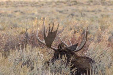 Wyoming sonbaharda boğa Shiras mus