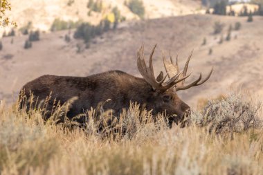 Wyoming sonbaharda boğa Shiras mus