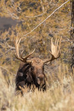Wyoming sonbaharda boğa Shiras mus