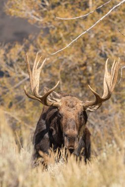 Wyoming sonbaharda boğa Shiras mus