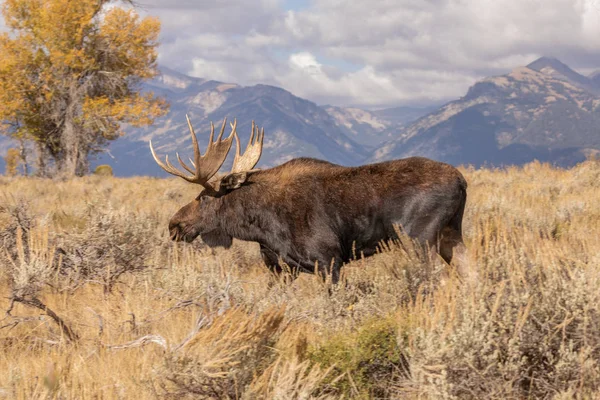 Bull Shiras Moose Het Najaar Wyoming — Stockfoto