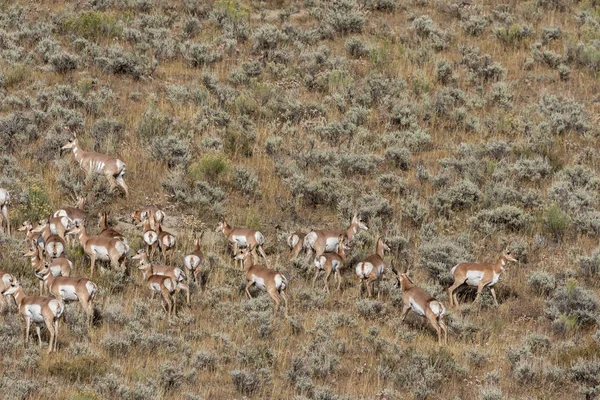 Gaffelbok Antelope Tijdens Val Sleur Wyoming — Stockfoto