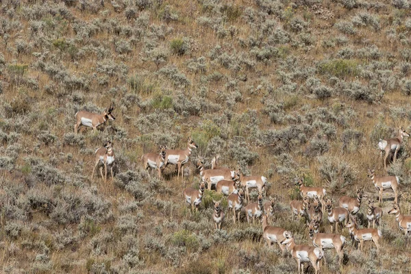 Pronghorn Antilope Während Der Brunft Herbst Wyoming — Stockfoto